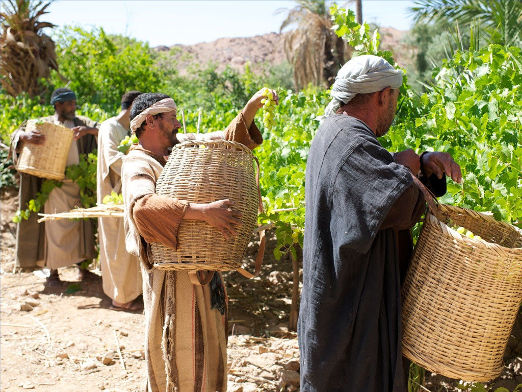 workers-vineyard