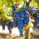 grape_hero