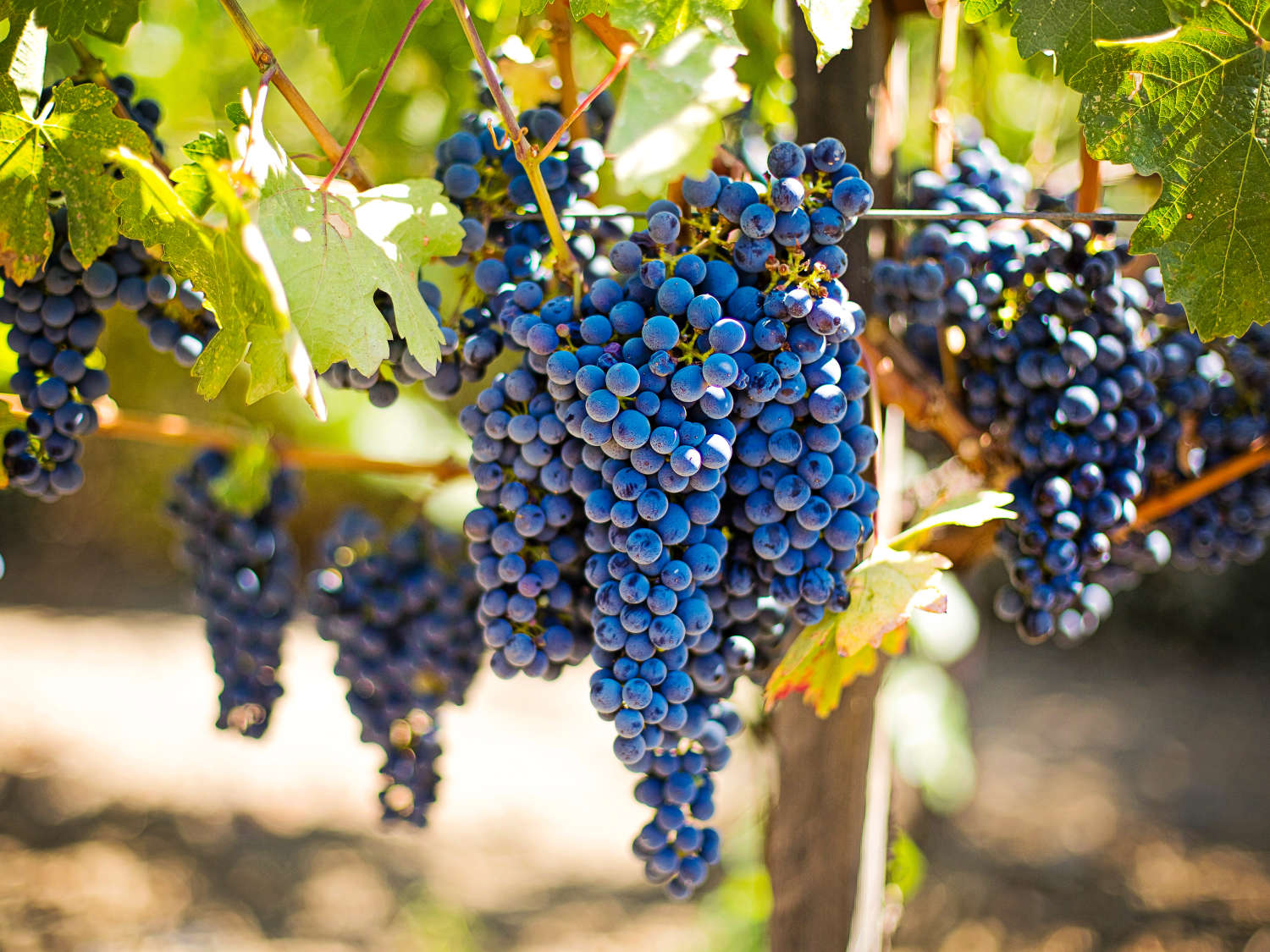 grape_hero