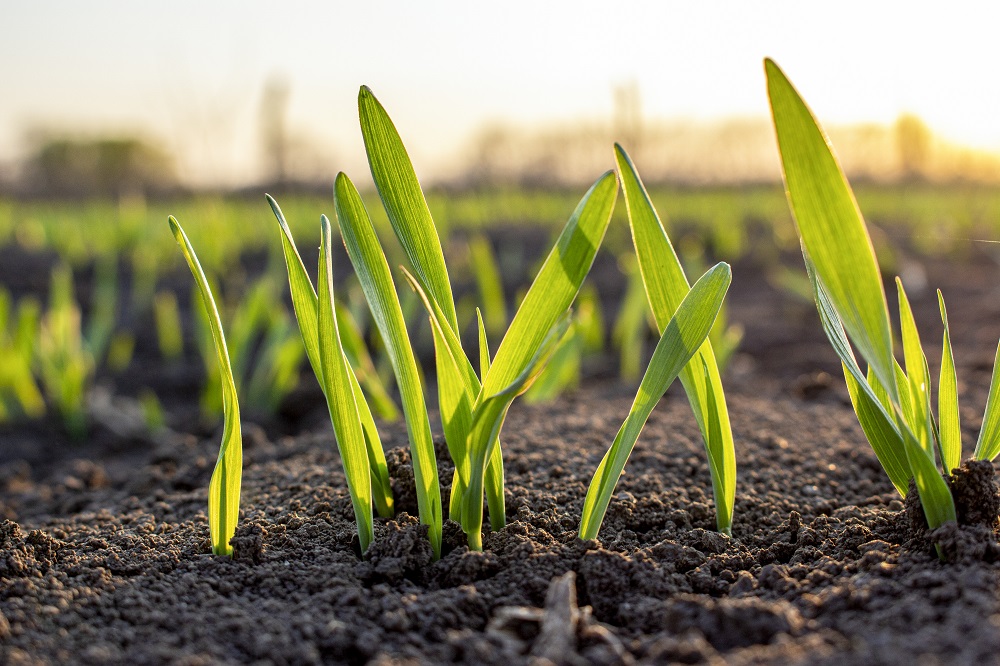 Sprouts of young barley or wheat that have just sprouted in the soil, dawn over a field with crops.