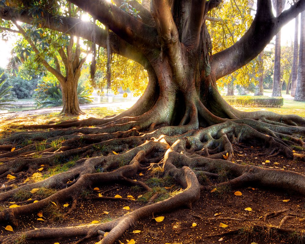 roots