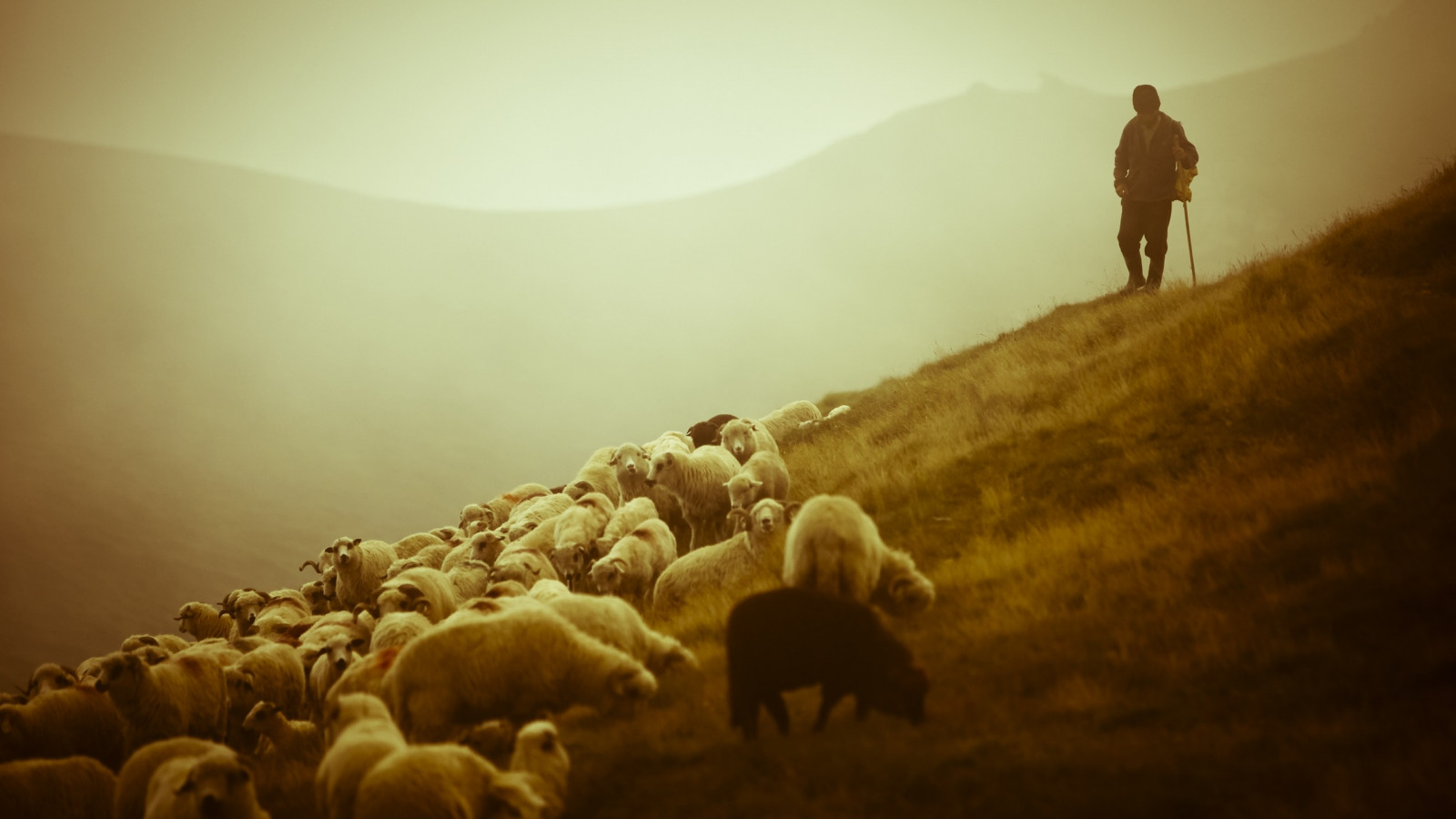 sheep_shepherd
