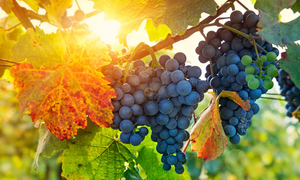 vine-and-branches
